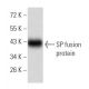 SP Antibody (4G7C3) - Western Blotting - Image 358341