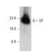 SP Antibody (4G7C3) - Western Blotting - Image 384281 