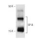 SP-B Antibody (1B9) - Western Blotting - Image 47810