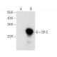 surfactant protein c/SP-C Antibody (H-8) - Western Blotting - Image 386948