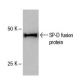 SP-D Antibody (1A10A9) - Western Blotting - Image 47841