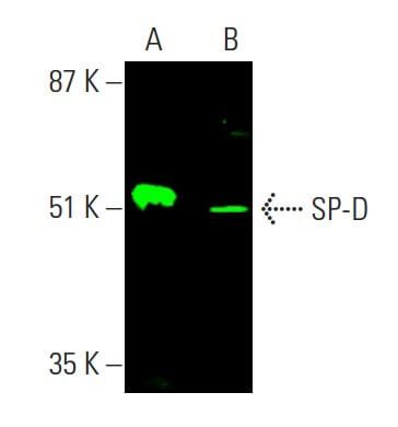 SP-D Antibody (C-6) | SCBT - Santa Cruz Biotechnology