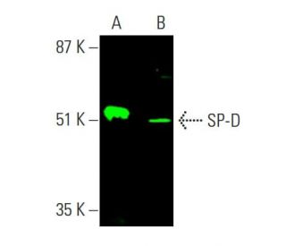western blotting image from recommended SP-D (C-6) monoclonal antibody replacement. Image 386216