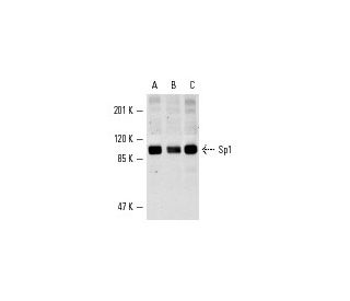 Sp1 Antibody (1C6) - Western Blotting - Image 855 