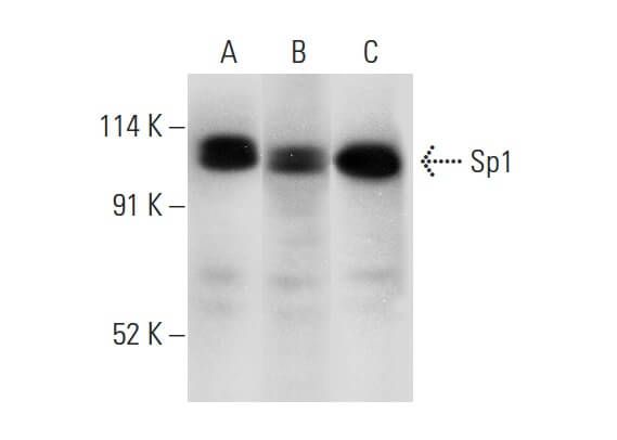 Anti-Sp1 Antibody (E-3) | SCBT - Santa Cruz Biotechnology