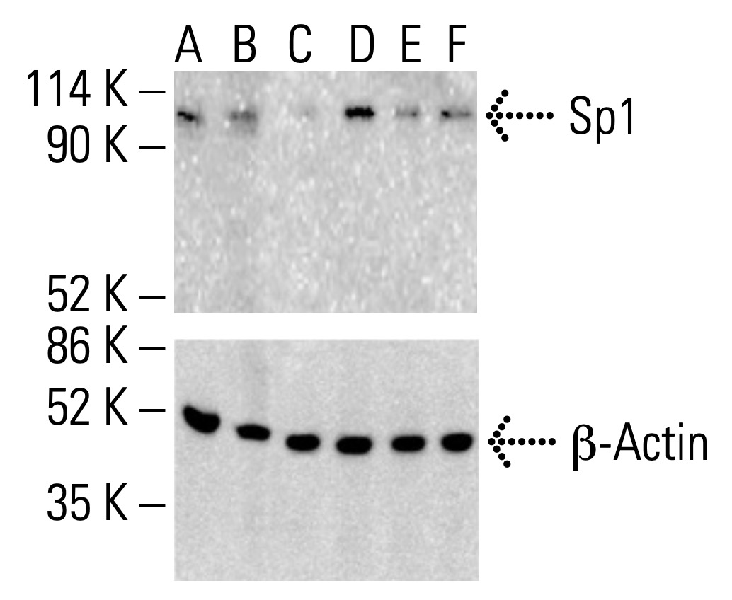 Sp1抗体(E-3) | SCBT - Santa Cruz Biotechnology