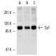 western blotting image from recommended Sp1 (1C6) monoclonal antibody replacement. Image 855