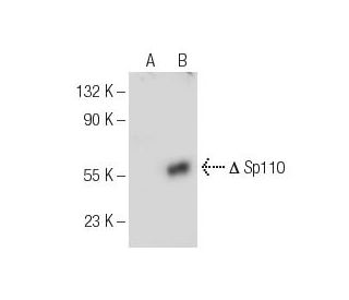 Sp110 Antibody (A-7) - Western Blotting - Image 155274
