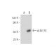 Sp110 Antibody (A-7) - Western Blotting - Image 155274