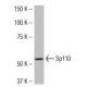 Sp110 Antibody (JR-16) - Western Blotting - Image 34143 