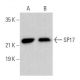 SP17 Antibody (A-12) - Western Blotting - Image 359172 