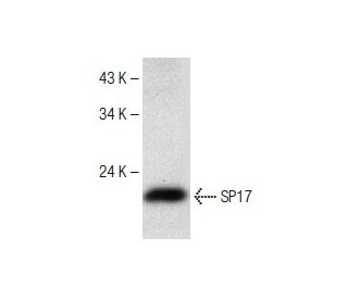 SP17 Antibody (C-3) - Western Blotting - Image 151171 
