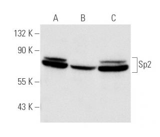 Sp2 Antibody (A-8) - Western Blotting - Image 852