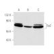 Sp2 Antibody (A-8) - Western Blotting - Image 852