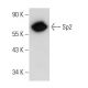 Sp2 Antibody (H-9) - Western Blotting - Image 83968 