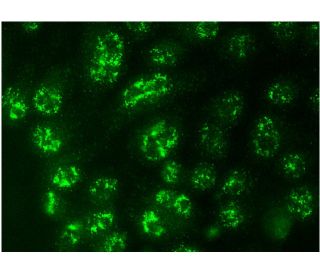 Sp3 Antibody (D-6) - Immunofluorescence - Image 145172 