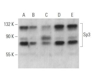 Sp3 Antibody (F-11) - Western Blotting - Image 375167 