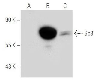 Sp3 Antibody (F-7) - Western Blotting - Image 46929 