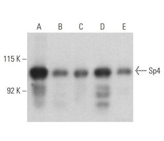 Sp4 Antibody (B-1) - Western Blotting - Image 398087 