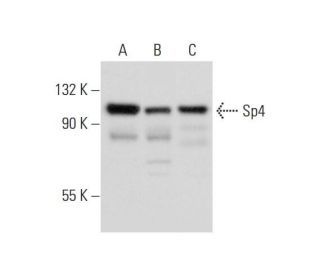 western blotting image from recommended Sp4 (B-1) monoclonal antibody replacement. Image 297437