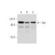 western blotting image from recommended Sp4 (B-1) monoclonal antibody replacement. Image 297437