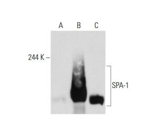 SPA-1 Antibody (B-2) - Western Blotting - Image 128450 