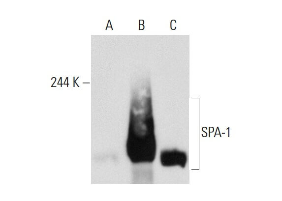 SPA-1 Antibody (B-2) | SCBT - Santa Cruz Biotechnology