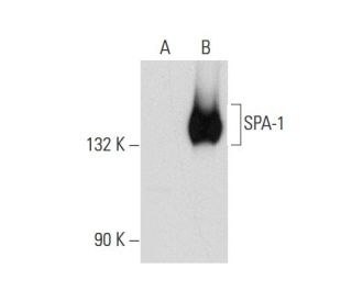 SPA-1 Antibody (B-3) - Western Blotting - Image 59792 