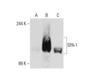 SPA-1 Antibody (B-7) - Western Blotting - Image 128446 