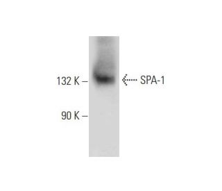 SPA-1 Antibody (E-6): sc-166949