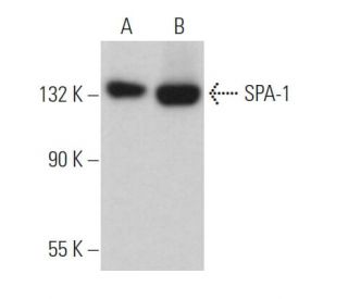 SPA-1 Antibody (E-6) - Western Blotting - Image 366386