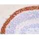 SPACR Antibody (G-11) - Immunohistochemistry - Image 411619 