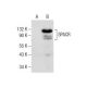 SPACR Antibody (G-11) - Western Blotting - Image 283867