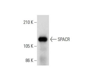 SPACR Antibody (G-11) - Western Blotting - Image 323819 