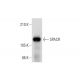 SPACR Antibody (G-11) - Western Blotting - Image 323819 