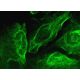SPAG4 Antibody (H-6) - Immunofluorescence - Image 370968 