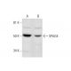 SPAG4 Antibody (H-6) - Western Blotting - Image 292092 
