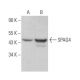 SPAG4 Antibody (H-6) - Western Blotting - Image 366296