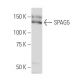 SPAG5 Antibody (LX-8) - Western Blotting - Image 34256