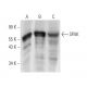SPAK Antibody (430CT4.4.1) - Western Blotting - Image 374590