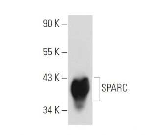 SPARC Antibody (AON-5031) - Western Blotting - Image 125537 