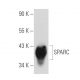 SPARC Antibody (AON-5031) - Western Blotting - Image 125537 