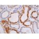 immunohistochemistry image from recommended SPARC (D-2) monoclonal antibody replacement. Image 370159