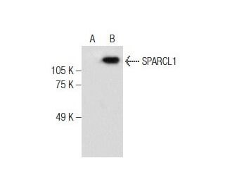 SPARCL1 Antibody (D-1) - Western Blotting - Image 286879 