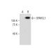 SPARCL1 Antibody (D-1) - Western Blotting - Image 286879 