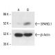 SPARCL1 Antibody (D-1) - Western Blotting - Image 411733