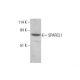 SPARCL1 Antibody (F-8) - Western Blotting - Image 351883 