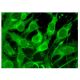 SPARCL1 Antibody (G-5) - Immunofluorescence - Image 324954 