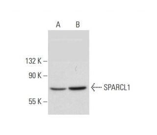 SPARCL1 Antibody (G-5) - Western Blotting - Image 318047 
