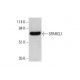 SPARCL1 Antibody (G-5) - Western Blotting - Image 351884